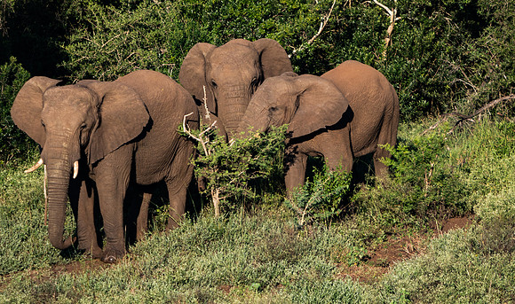 Safari Day 1-8704