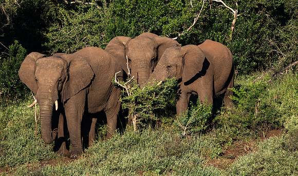 Safari Day 1-8705