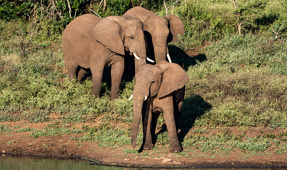 Safari Day 1-8711