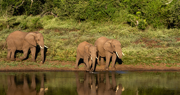 Safari Day 1-8715