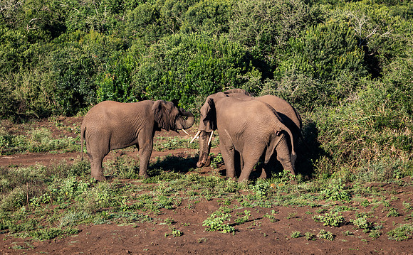 Safari Day 1-8726