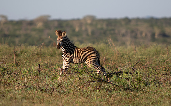 Safari Day 1-8732