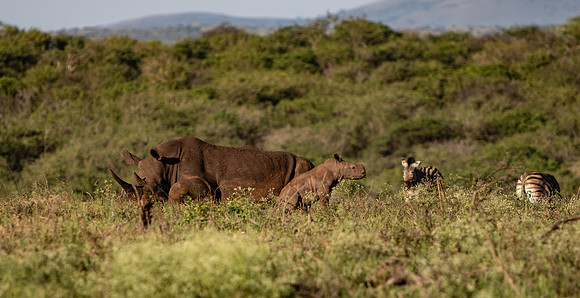 Safari Day 1-8733
