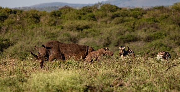 Safari Day 1-8734