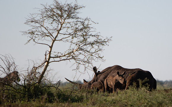 Safari Day 1-8737