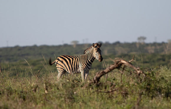 Safari Day 1-8740