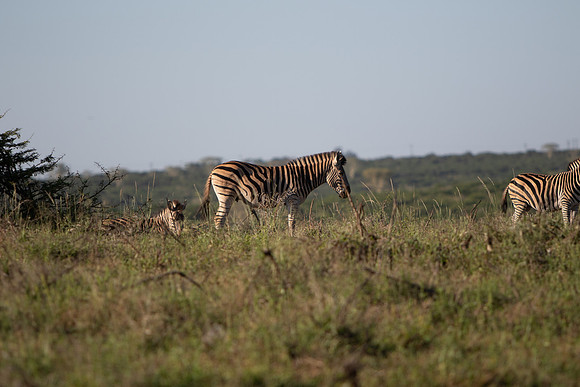 Safari Day 1-8741