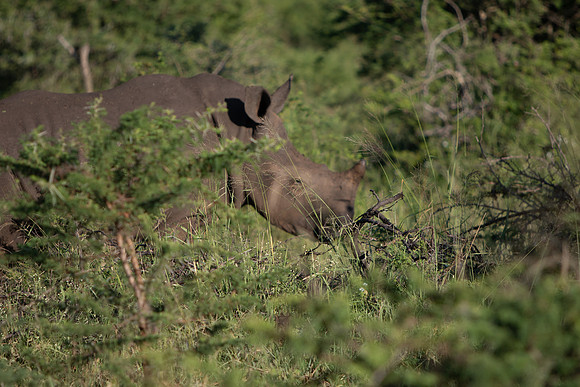 Safari Day 1-8742