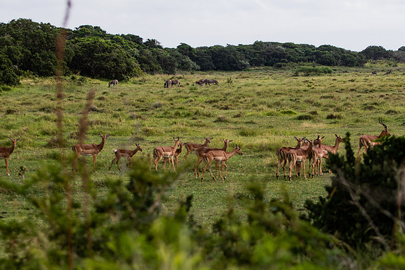 Safari Day 3-8871