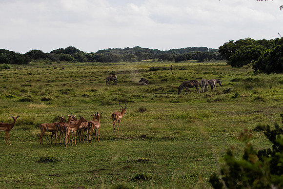 Safari Day 3-8872