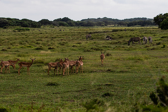 Safari Day 3-8873