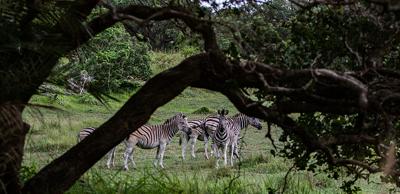 Safari Day 3-8874