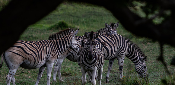Safari Day 3-8877