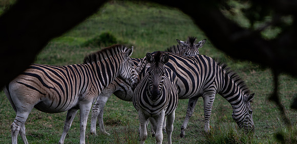 Safari Day 3-8878