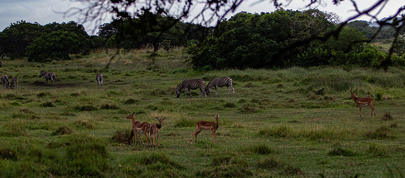 Safari Day 3-8880