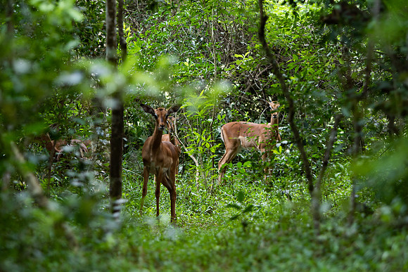 Safari Day 3-8885