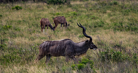 Safari Day 3-8965