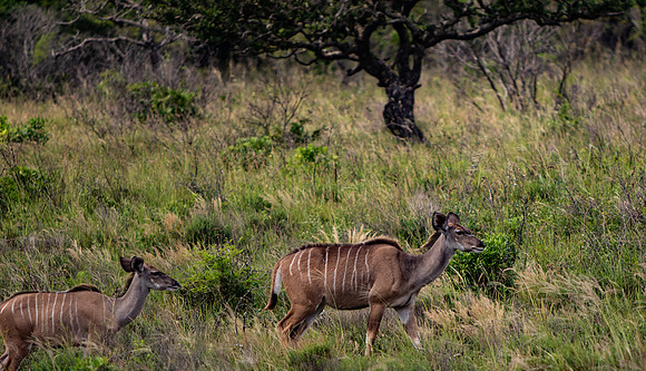 Safari Day 3-8967