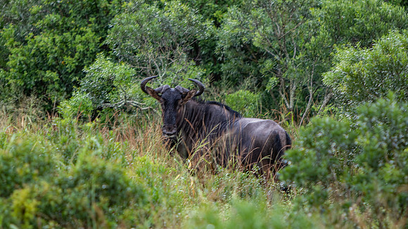 Safari Day 4-8978