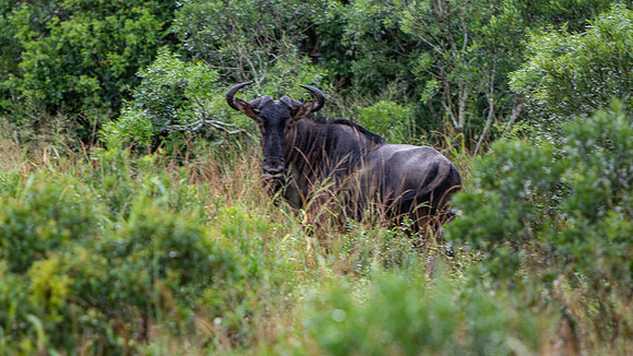 Safari Day 4-8979