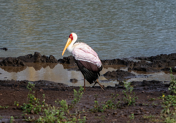 Safari Day 4-8991