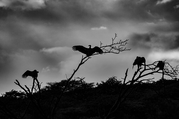 Safari Day 4-9017