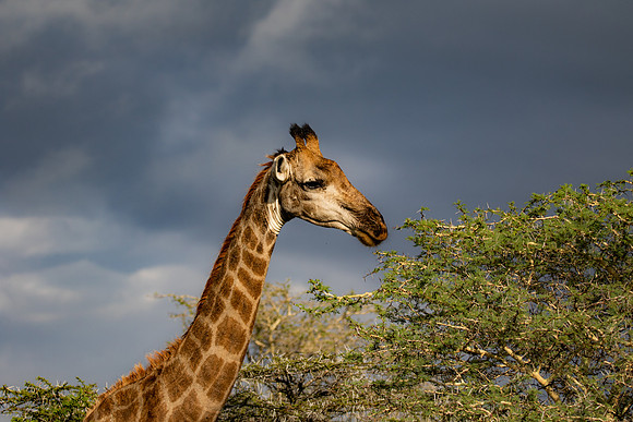 Safari Day 4-9038