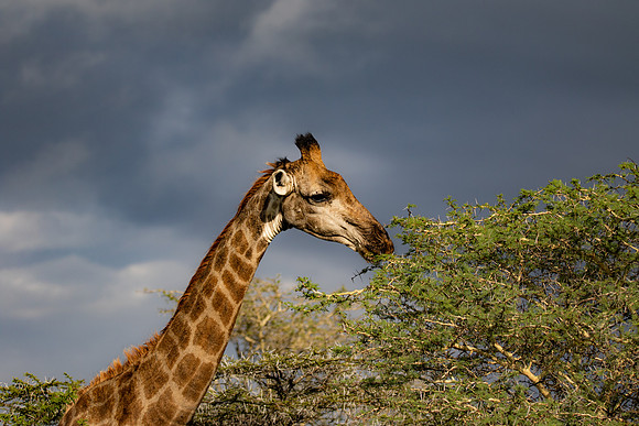 Safari Day 4-9039