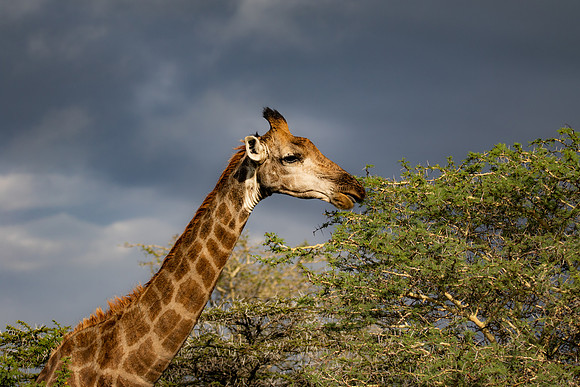 Safari Day 4-9040
