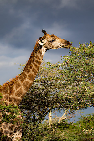 Safari Day 4-9041