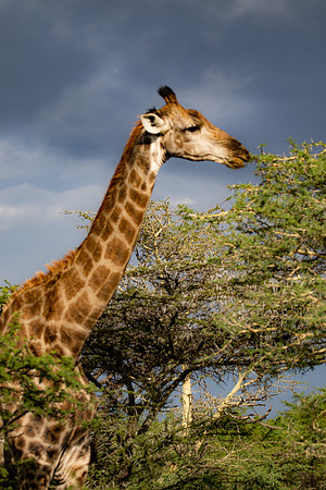 Safari Day 4-9042