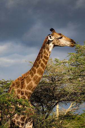 Safari Day 4-9043