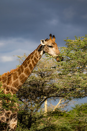 Safari Day 4-9044
