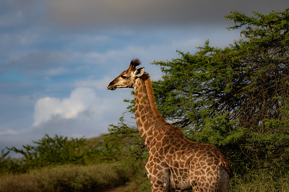 Safari Day 4-9046