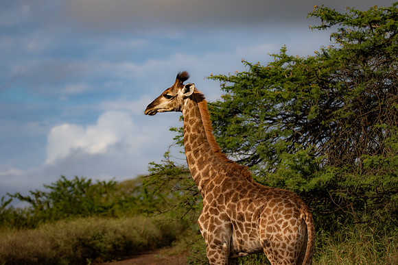 Safari Day 4-9047