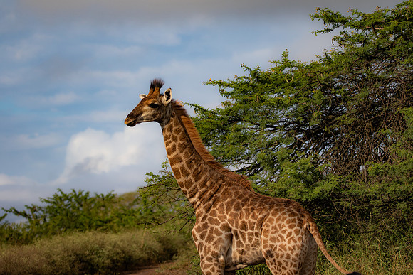 Safari Day 4-9048