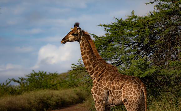 Safari Day 4-9049