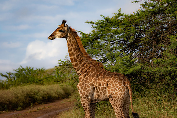 Safari Day 4-9050