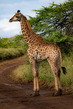 Safari Day 4-9051