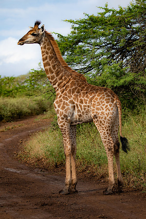 Safari Day 4-9052