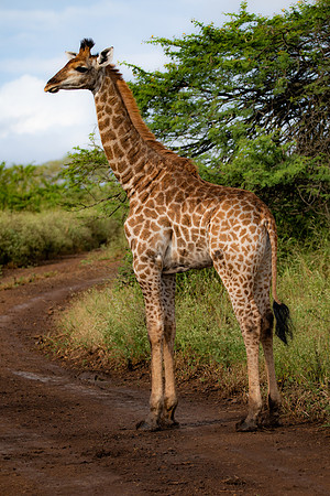 Safari Day 4-9053
