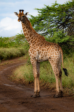 Safari Day 4-9054