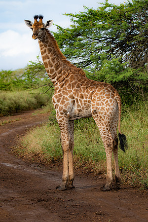Safari Day 4-9055