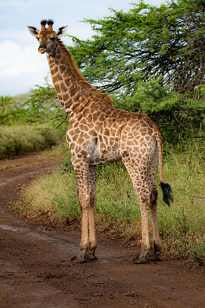 Safari Day 4-9056