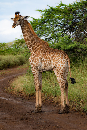 Safari Day 4-9059