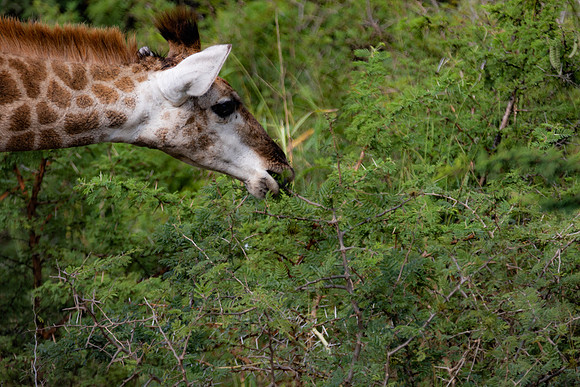 Safari Day 4-9060
