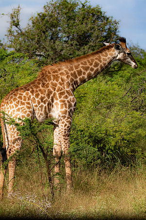 Safari Day 4-9061