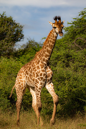 Safari Day 4-9062