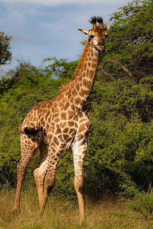 Safari Day 4-9063