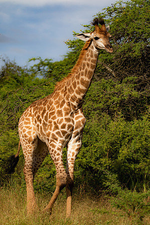 Safari Day 4-9064